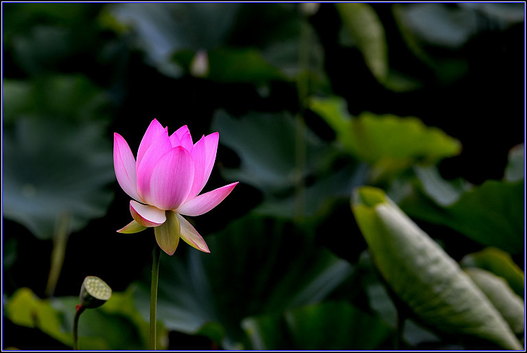 DSC_2229_.jpg