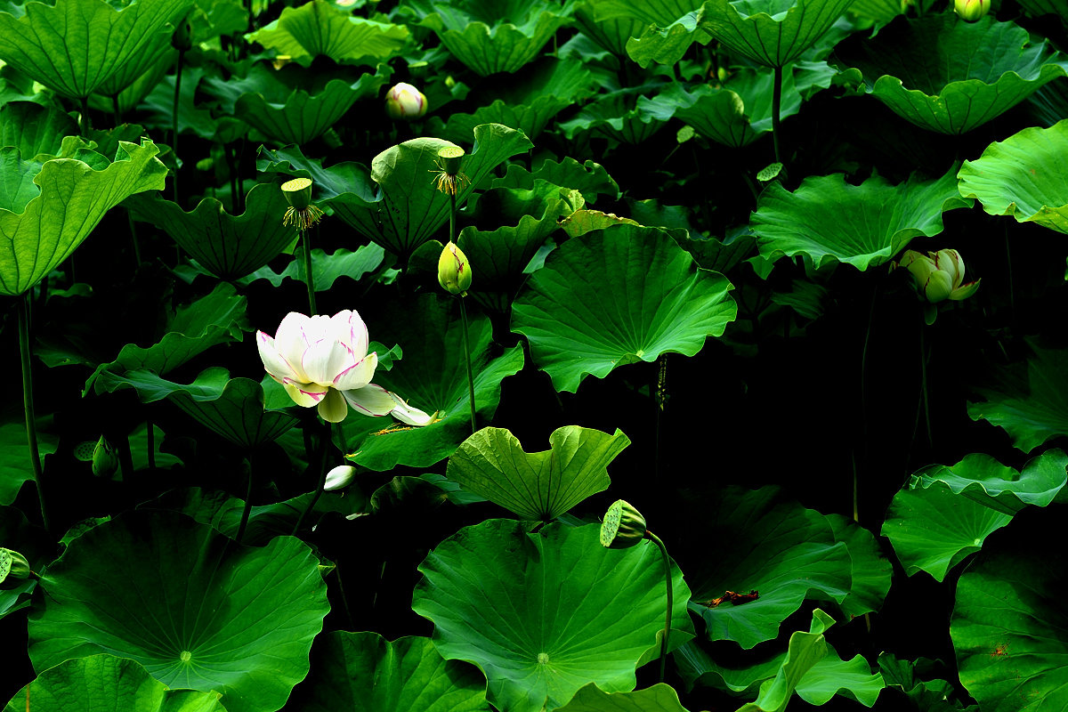 DSC_3298_.jpg