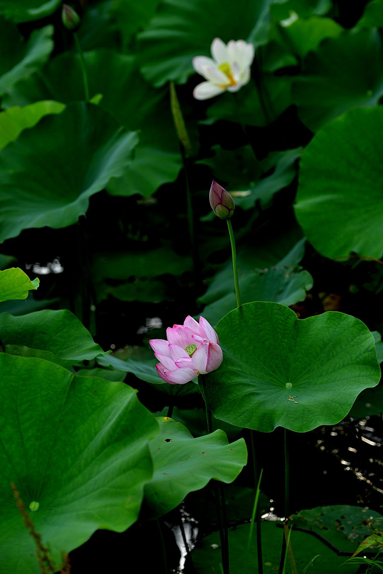 DSC_2724_.jpg