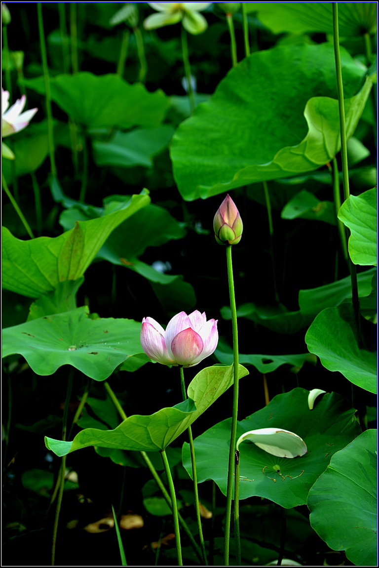 DSC_2722_.jpg