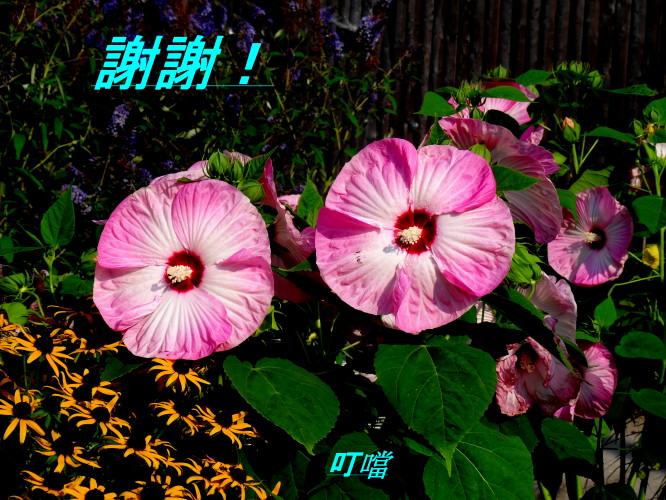 DSC03008q.jpg