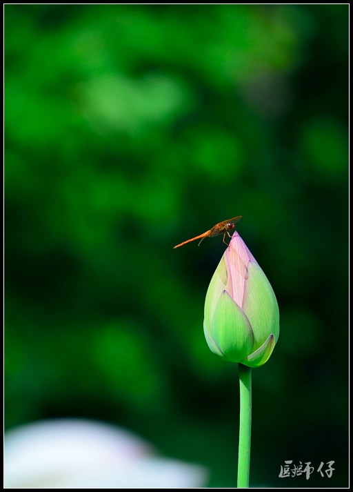 DSC_9442.jpg