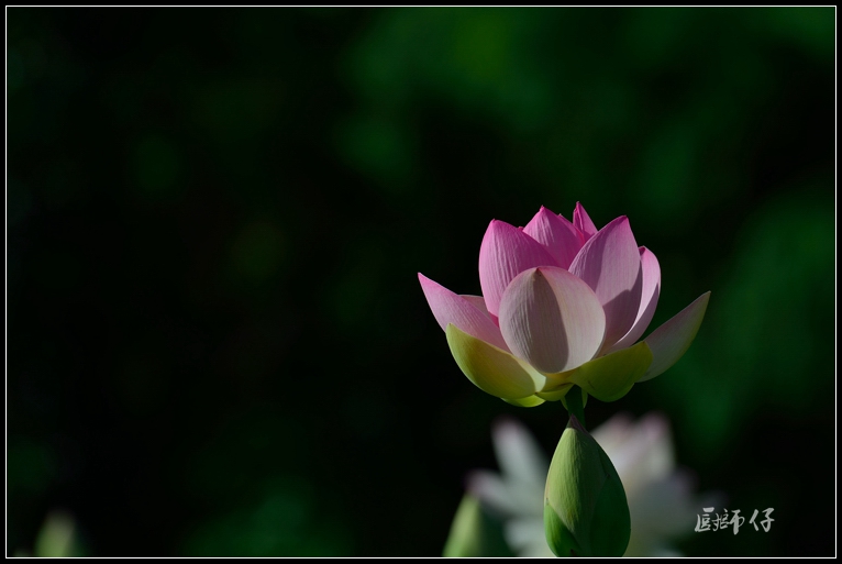 DSC_9338.jpg
