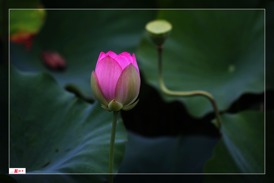 IMG_8437__.jpg
