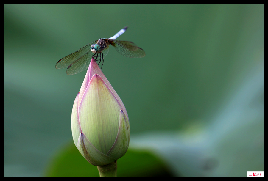 IMG_8647_.jpg