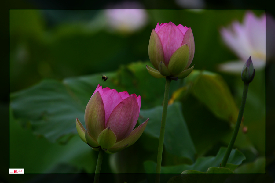 DSC_8228__.jpg