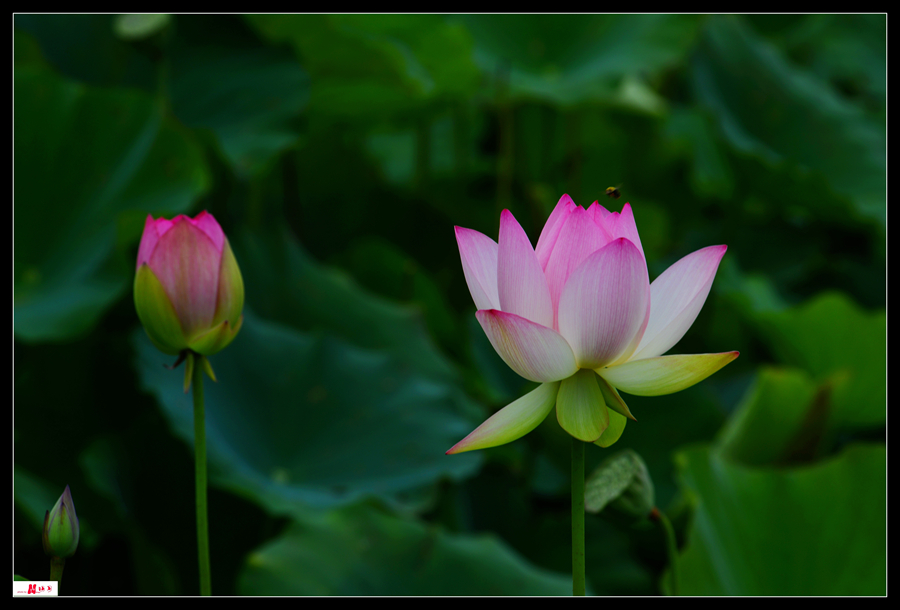 DSC_8168__.jpg