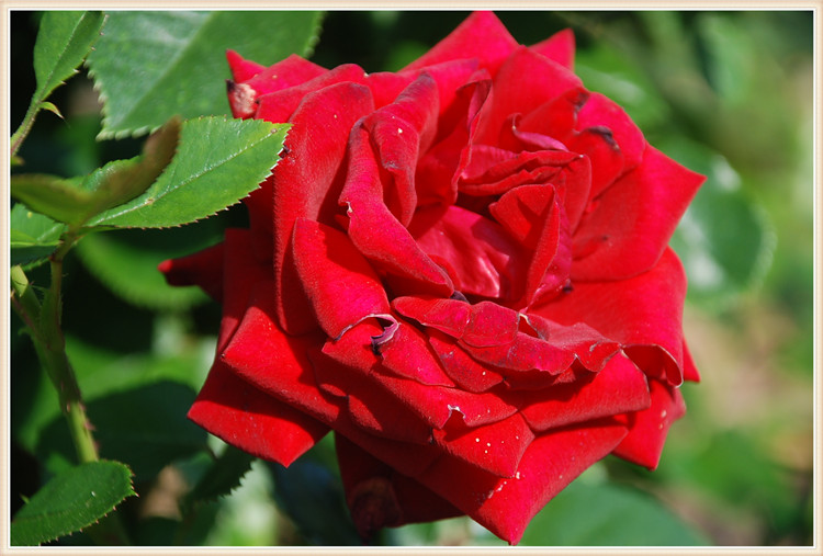 DSC_0525.jpg