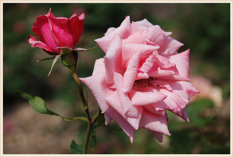 DSC_0316.jpg