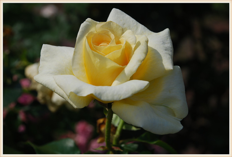 DSC_0311.jpg