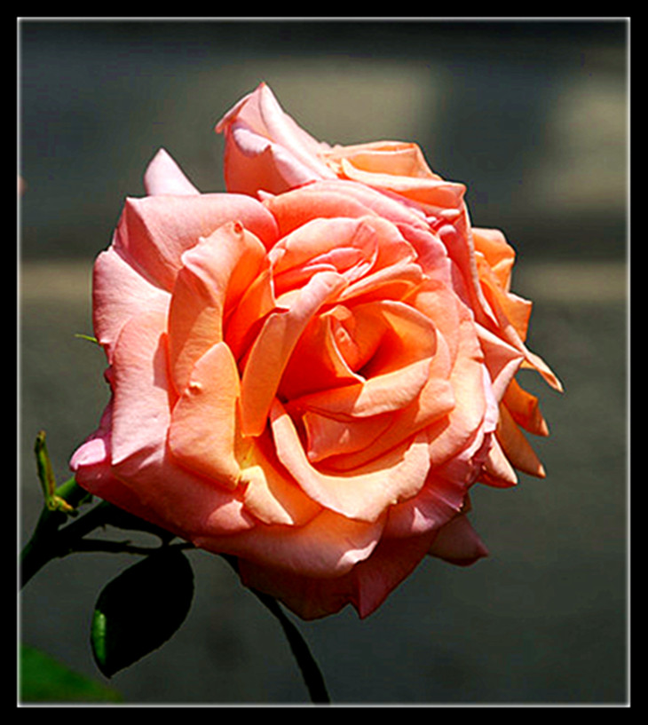 DSC_0004_.jpg
