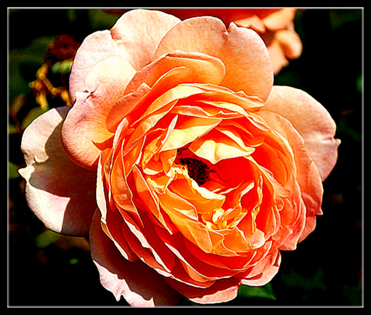DSC_0339__.jpg