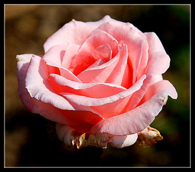 DSC_0298_.jpg
