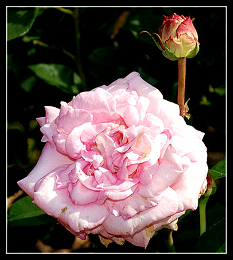 DSC_0465_.jpg