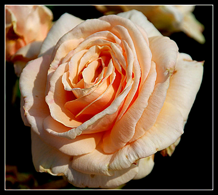 DSC_0355_.jpg