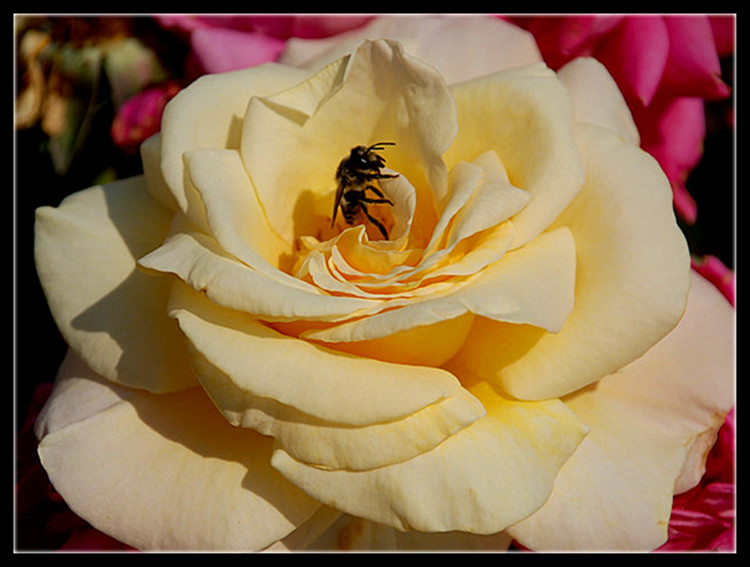 DSC_0419_.jpg