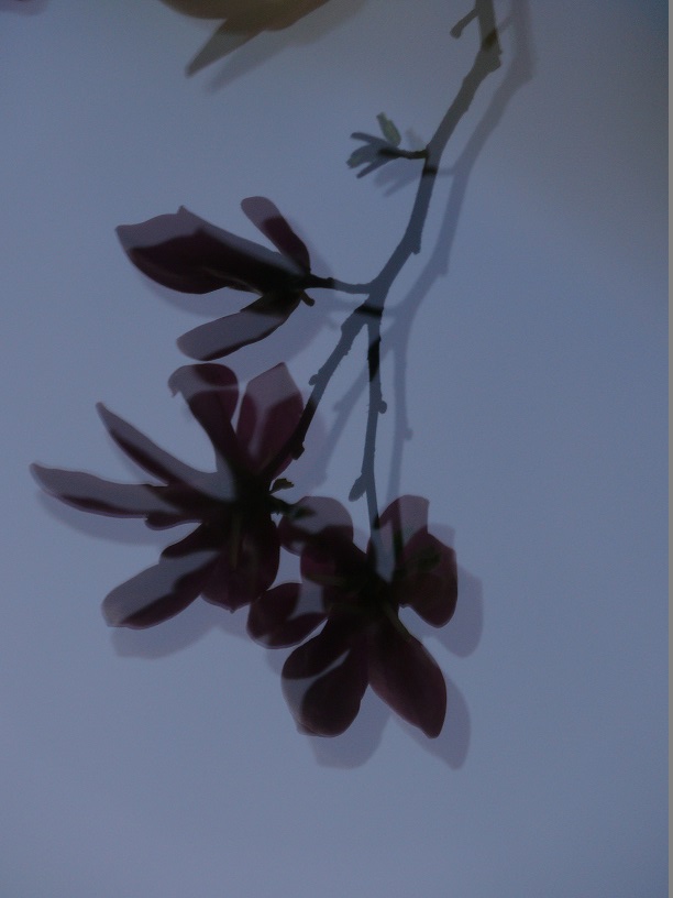 L1440158.JPG
