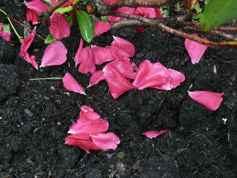 L1590556.JPG