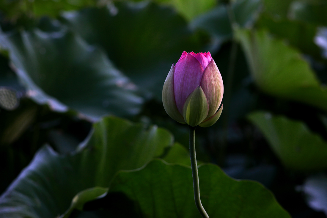 IMG_0064cc.jpg