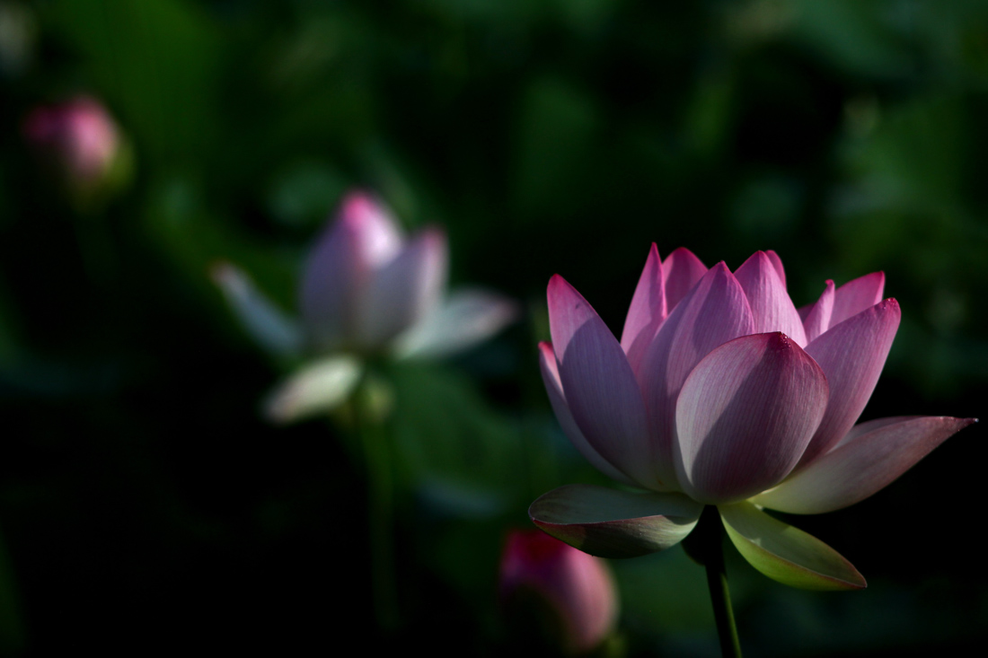 IMG_0084cc.jpg