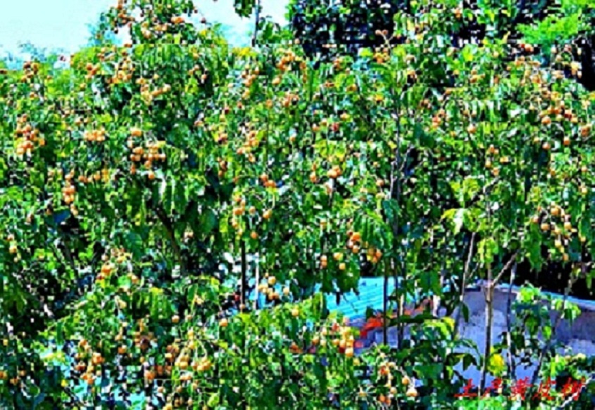 IMG_7937.JPG