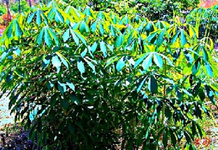 IMG_7928.JPG