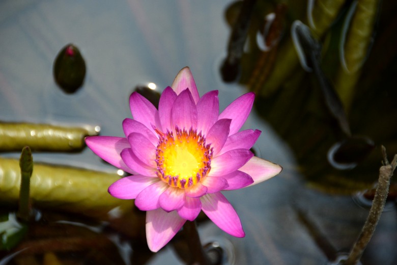 DSC_1201_conew1.jpg