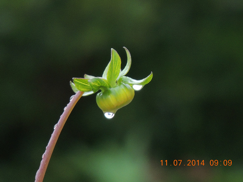 flowers 2014 1598_.jpg