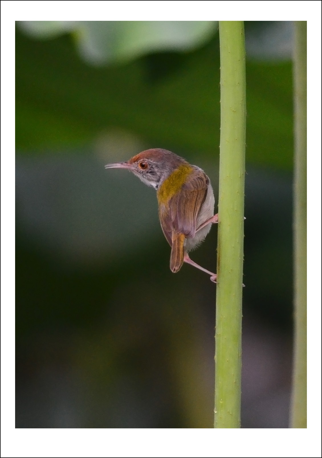 DSC_5252_conew1.jpg