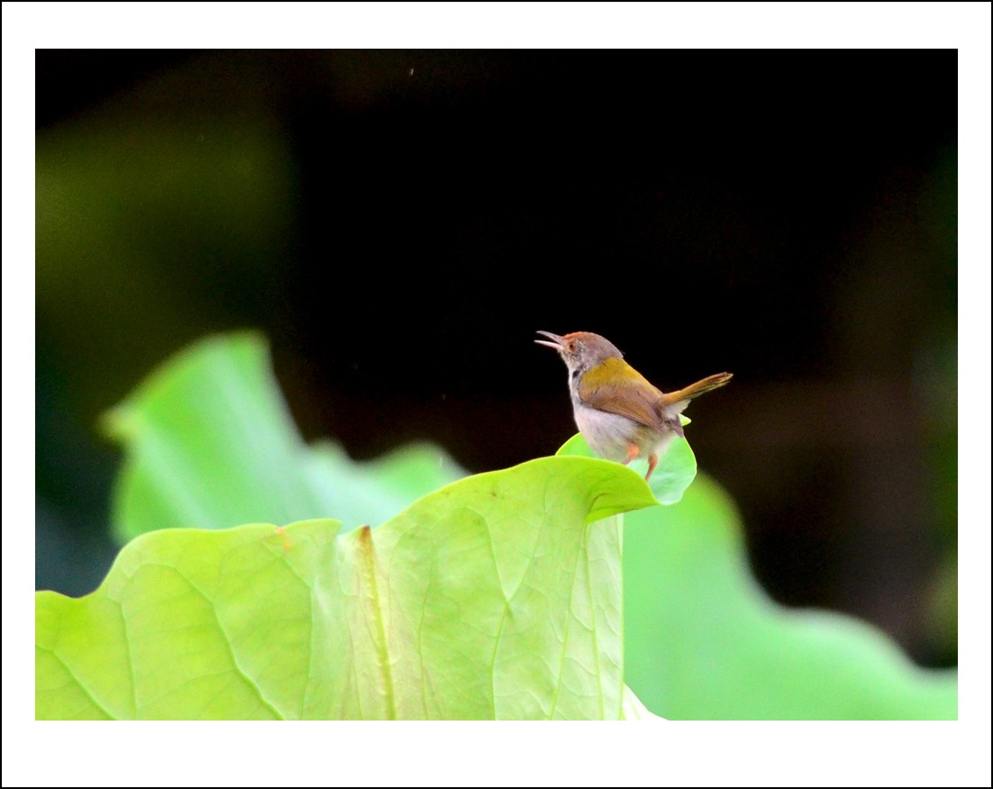 DSC_5230_conew1.jpg