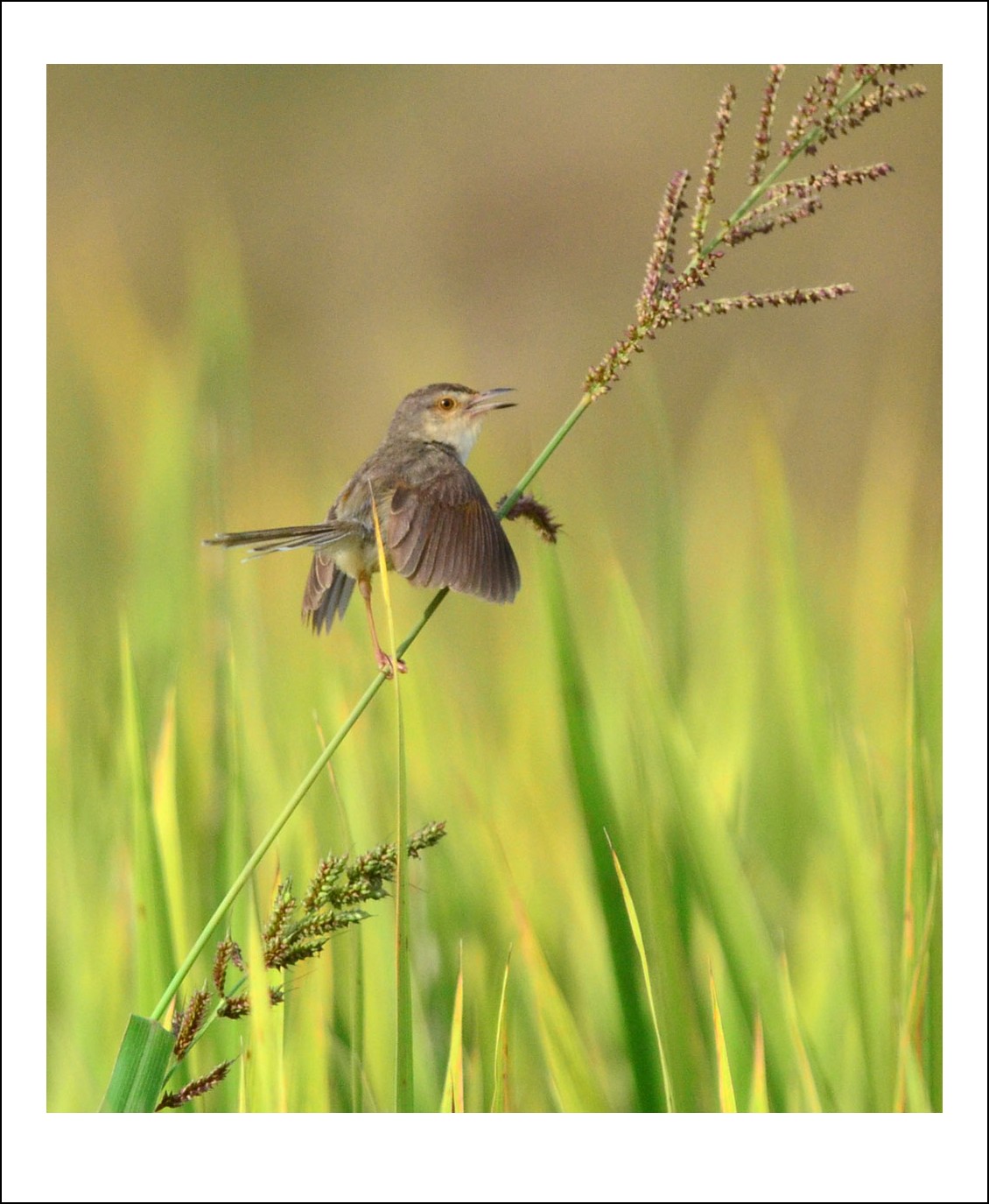 DSC_4995_conew1.jpg