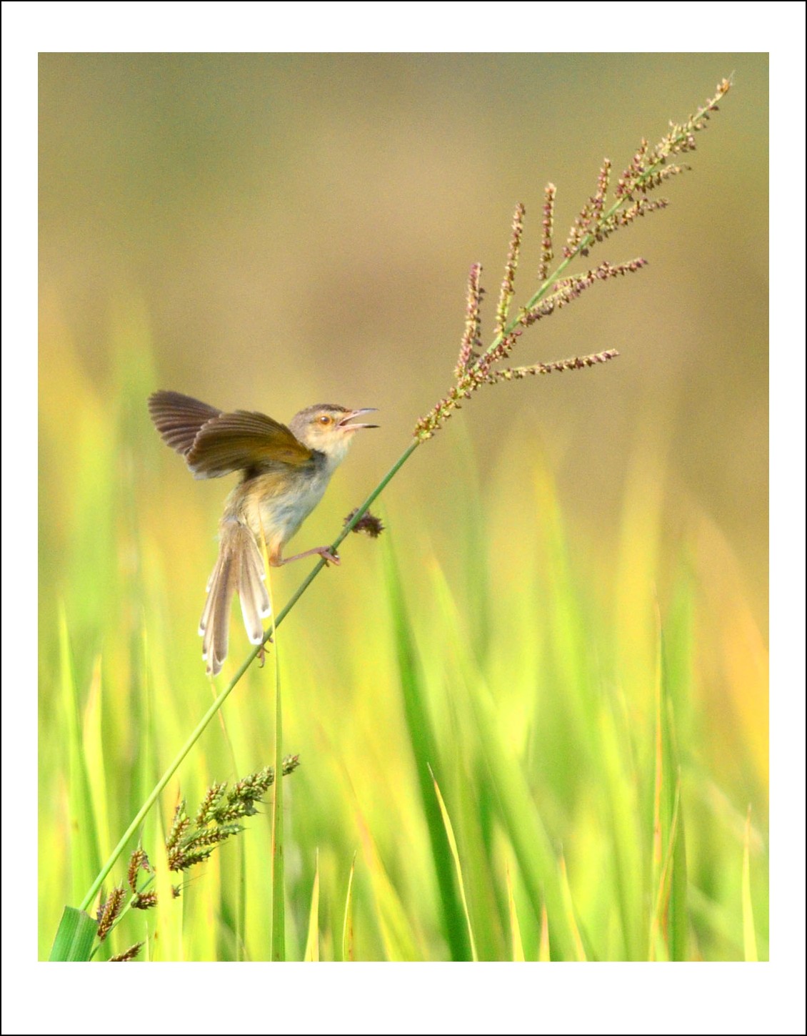 DSC_4996_conew1.jpg