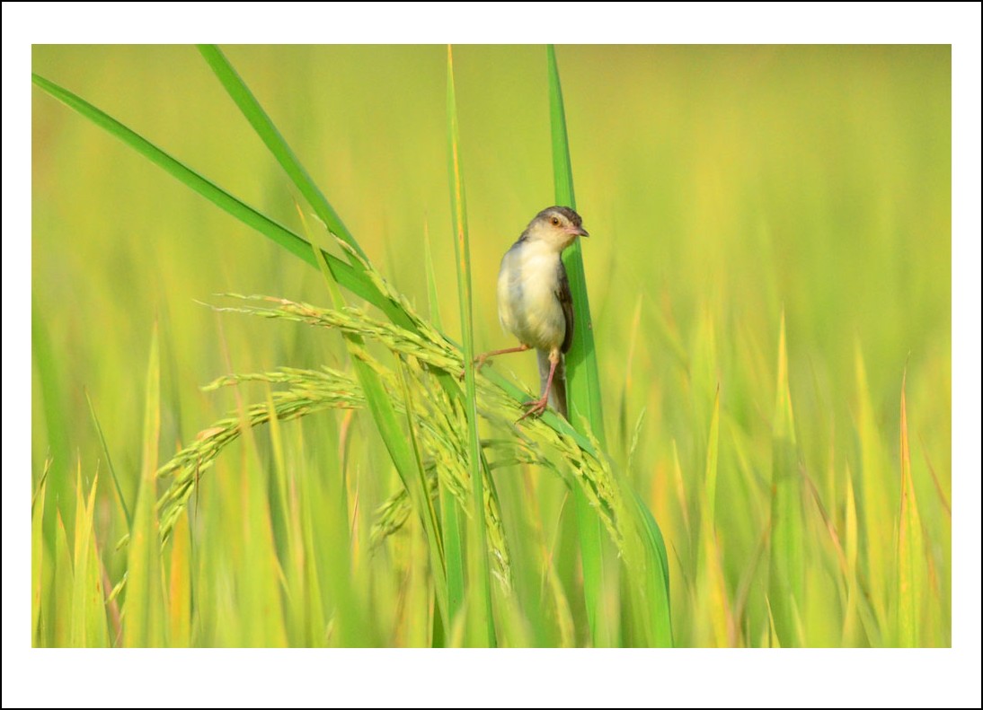DSC_5093_conew1.jpg