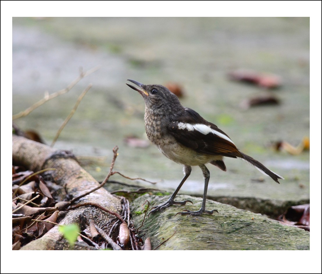 DSC_5323_conew1.jpg