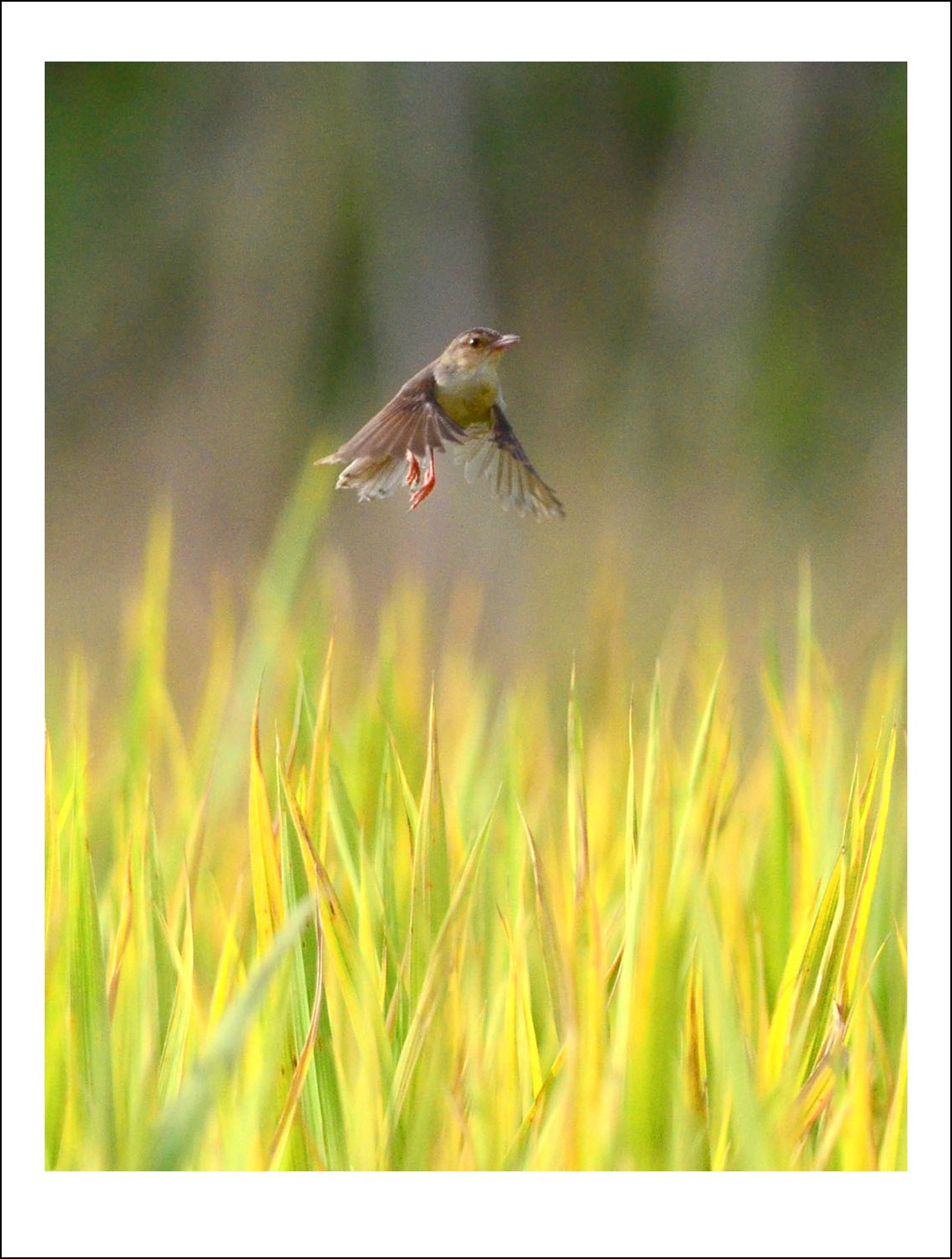 DSC_4797_conew1.jpg
