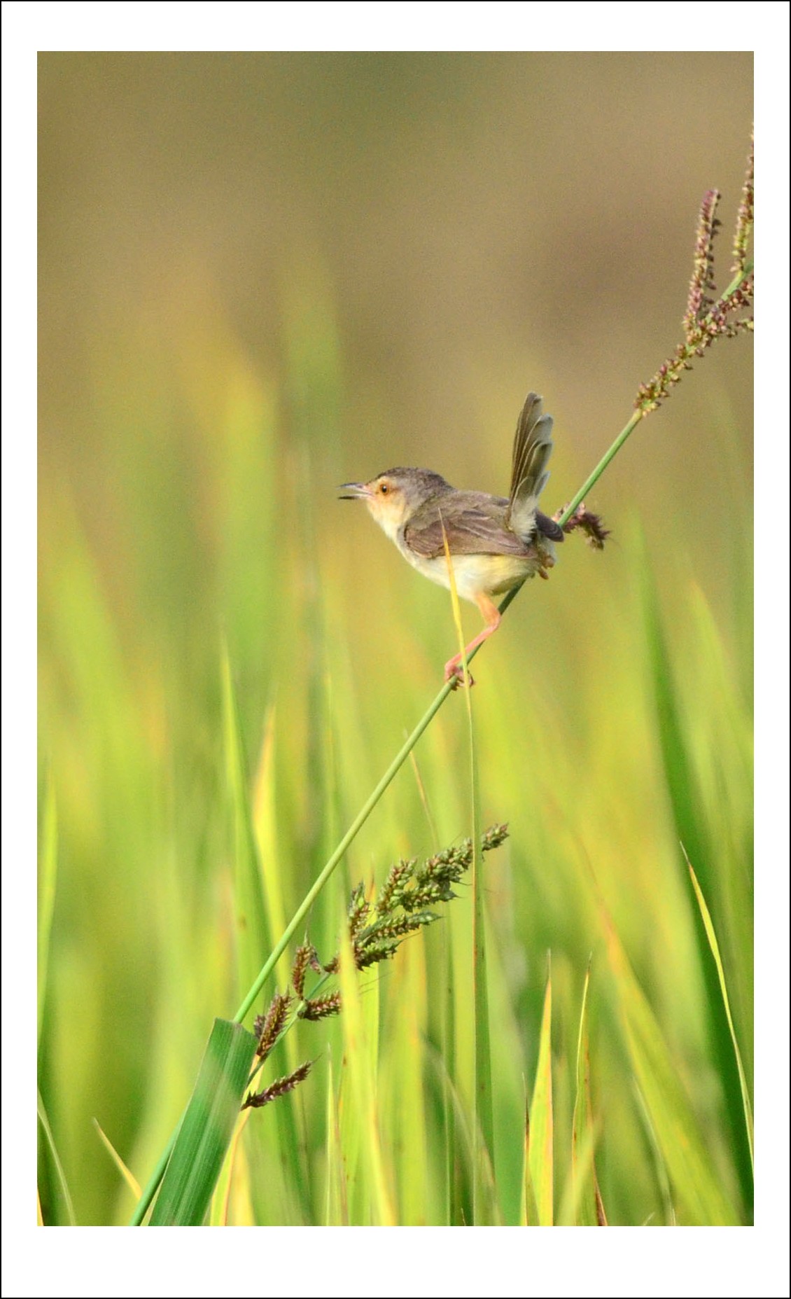 DSC_4980_conew1.jpg