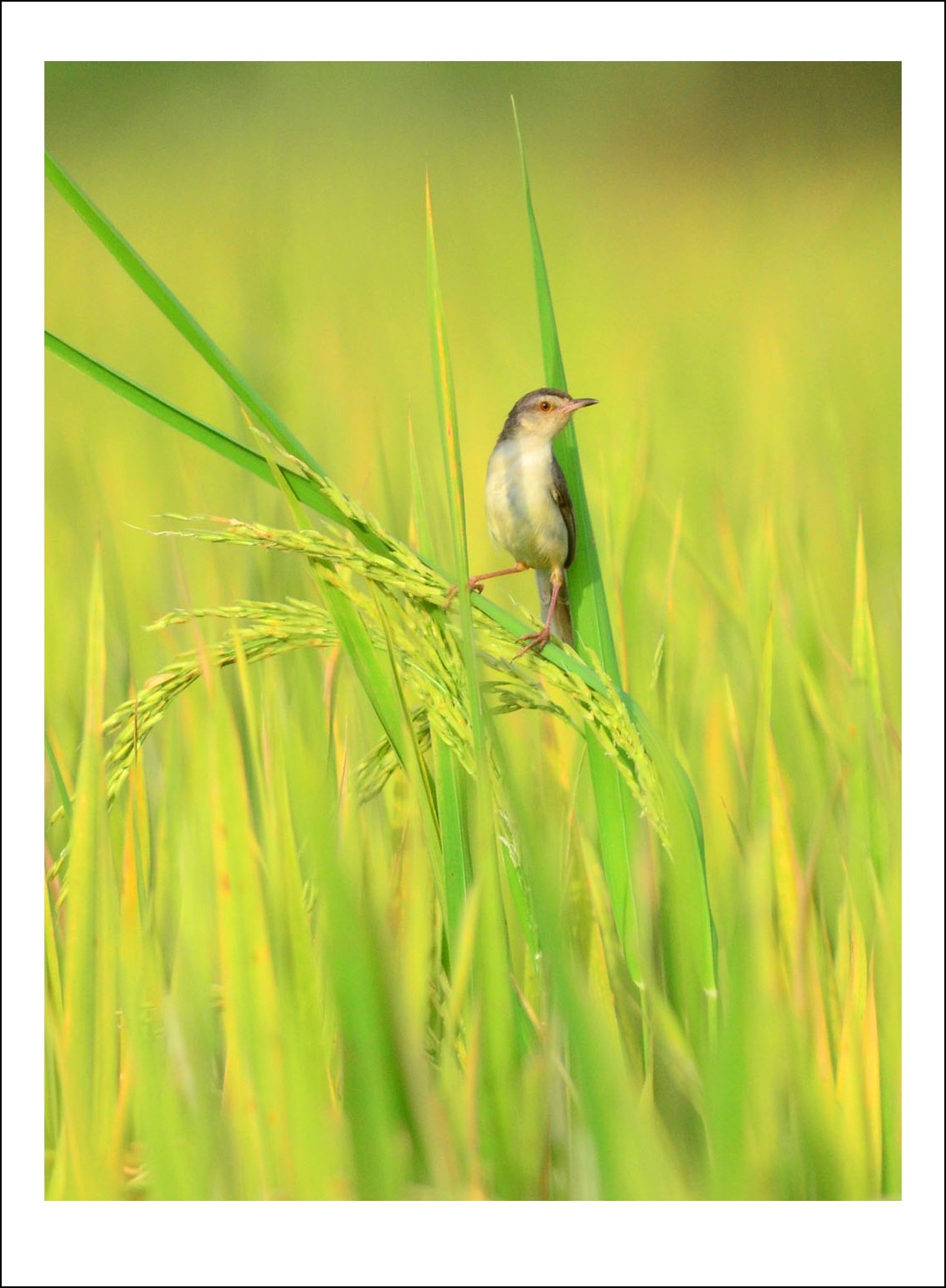 DSC_5082_conew1.jpg