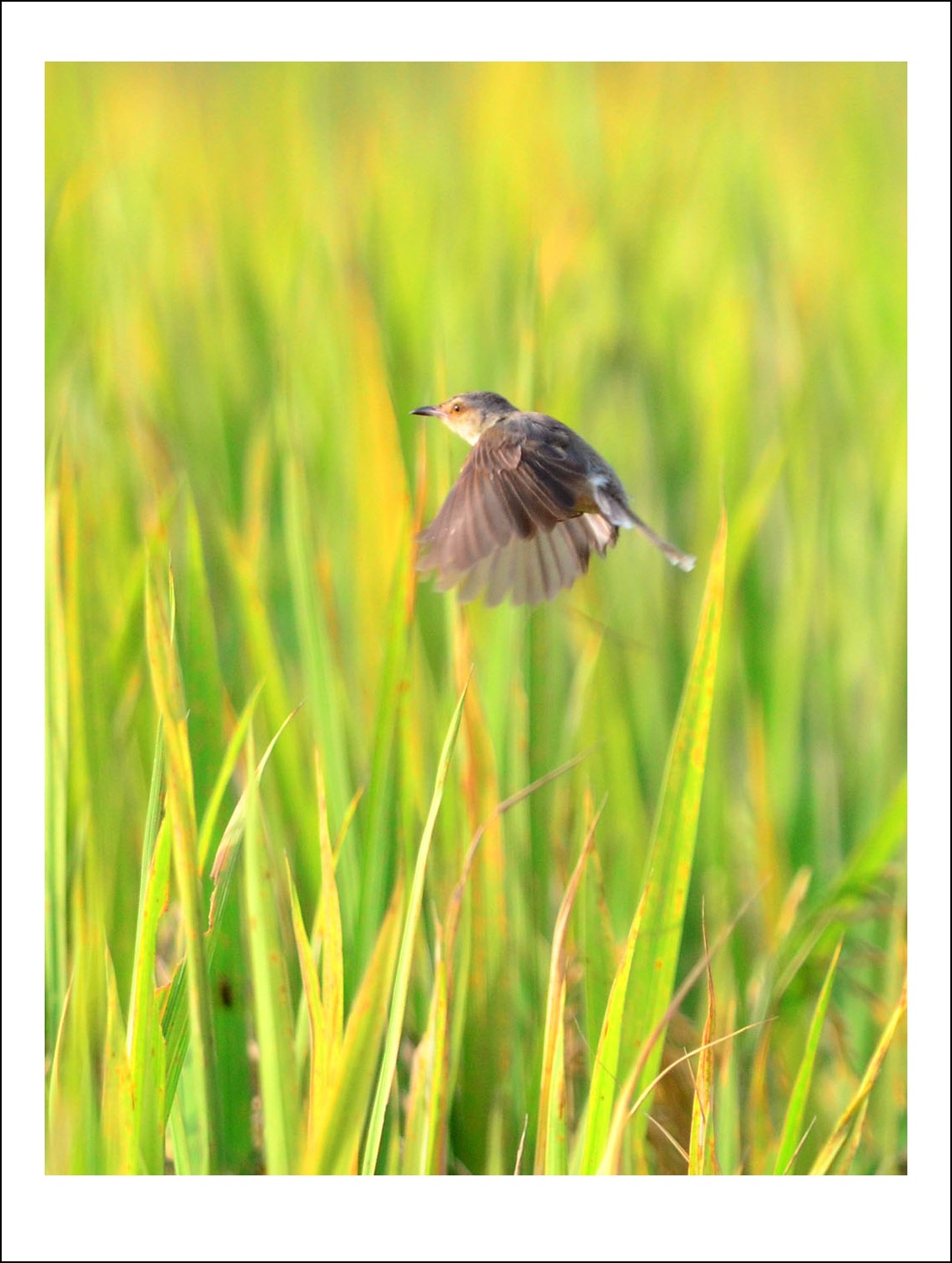 DSC_4762_conew1.jpg