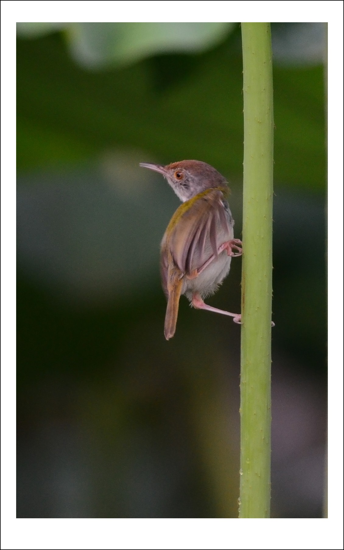 DSC_5260_conew1.jpg