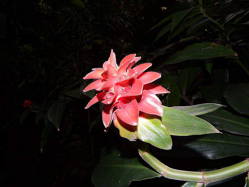 DSCF0450.jpg