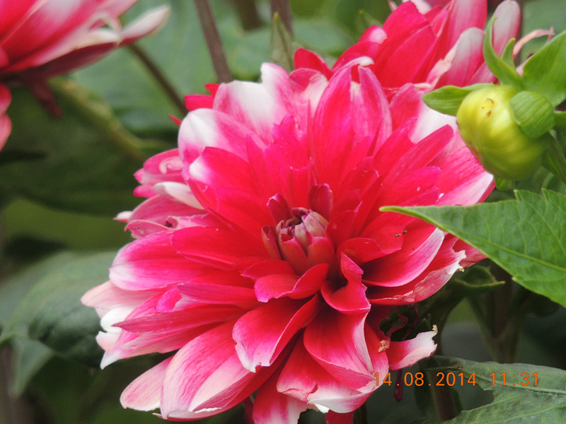 Flowers 2014 1952_.jpg