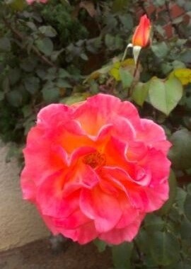 IMAG0352-dz.jpg
