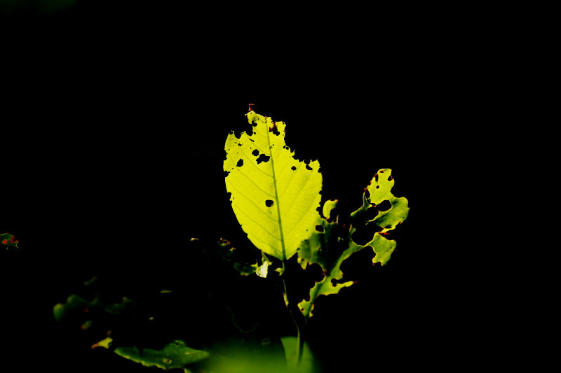 _MG_93062014--6-15_.jpg