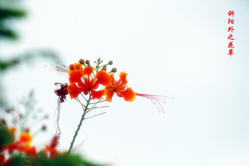 _MG_35352014--8-8-1__.jpg
