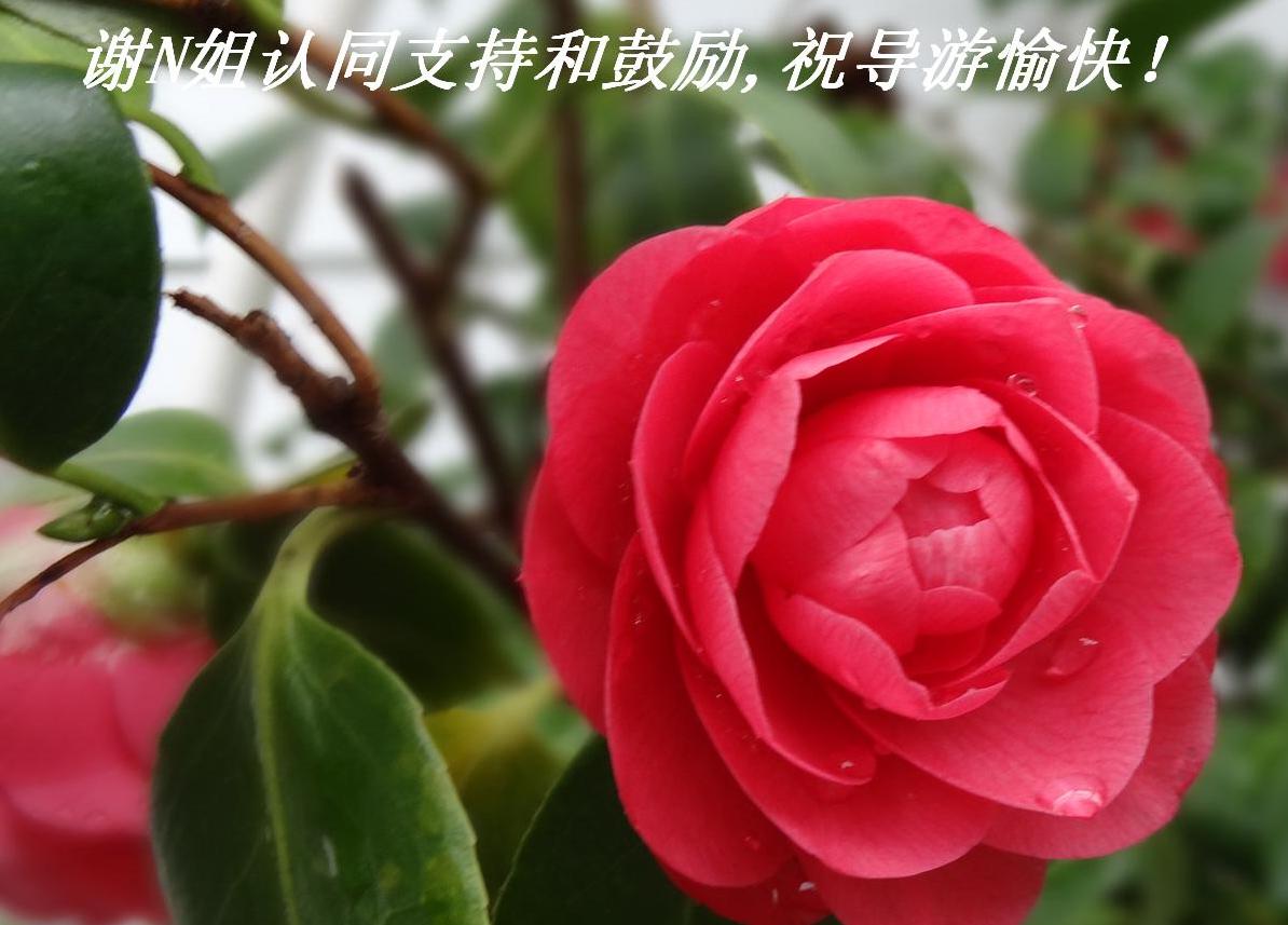 谢N姐认同支持和鼓励,祝导游愉快！.JPG