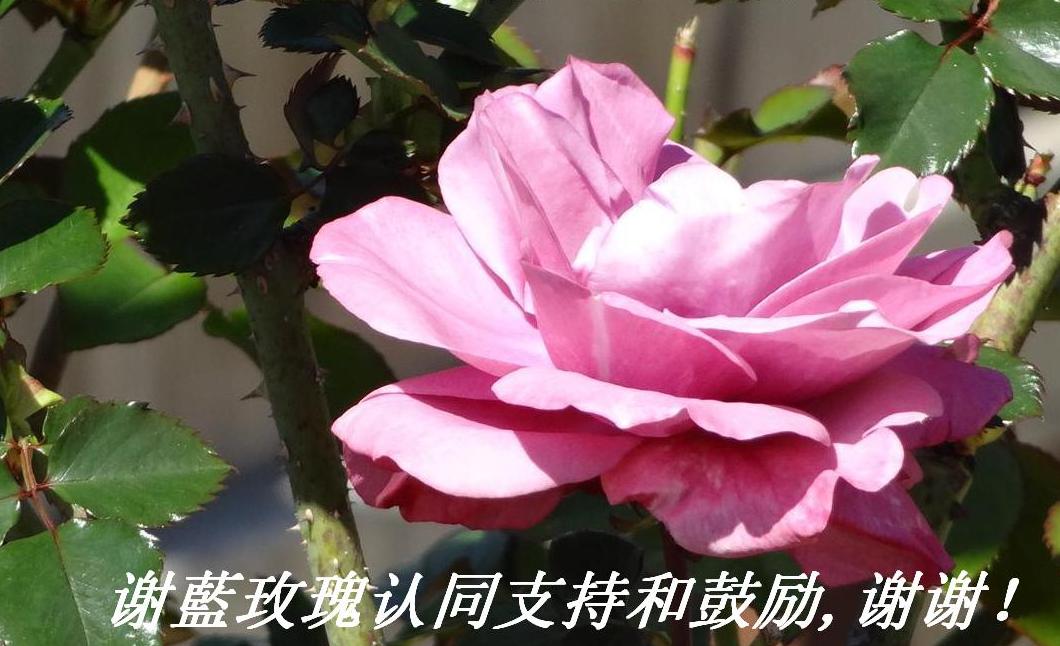 谢藍玫瑰认同支持和鼓励,谢谢！.JPG