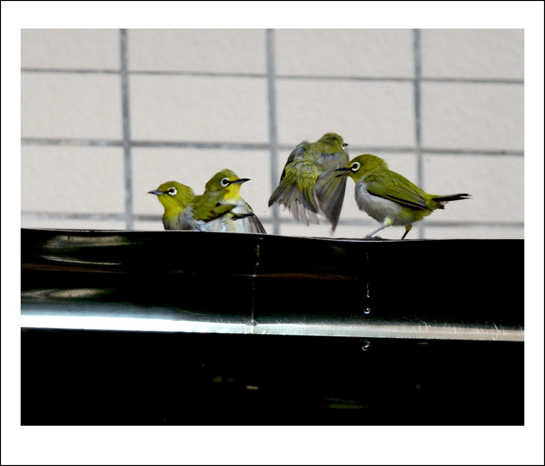 DSC_5999_conew1.jpg