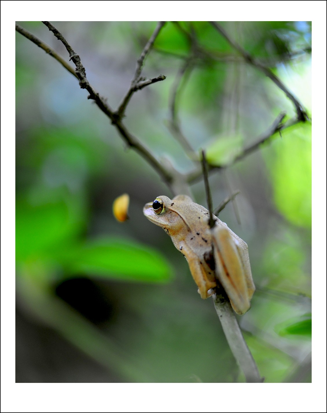 DSC_4614_conew1.jpg