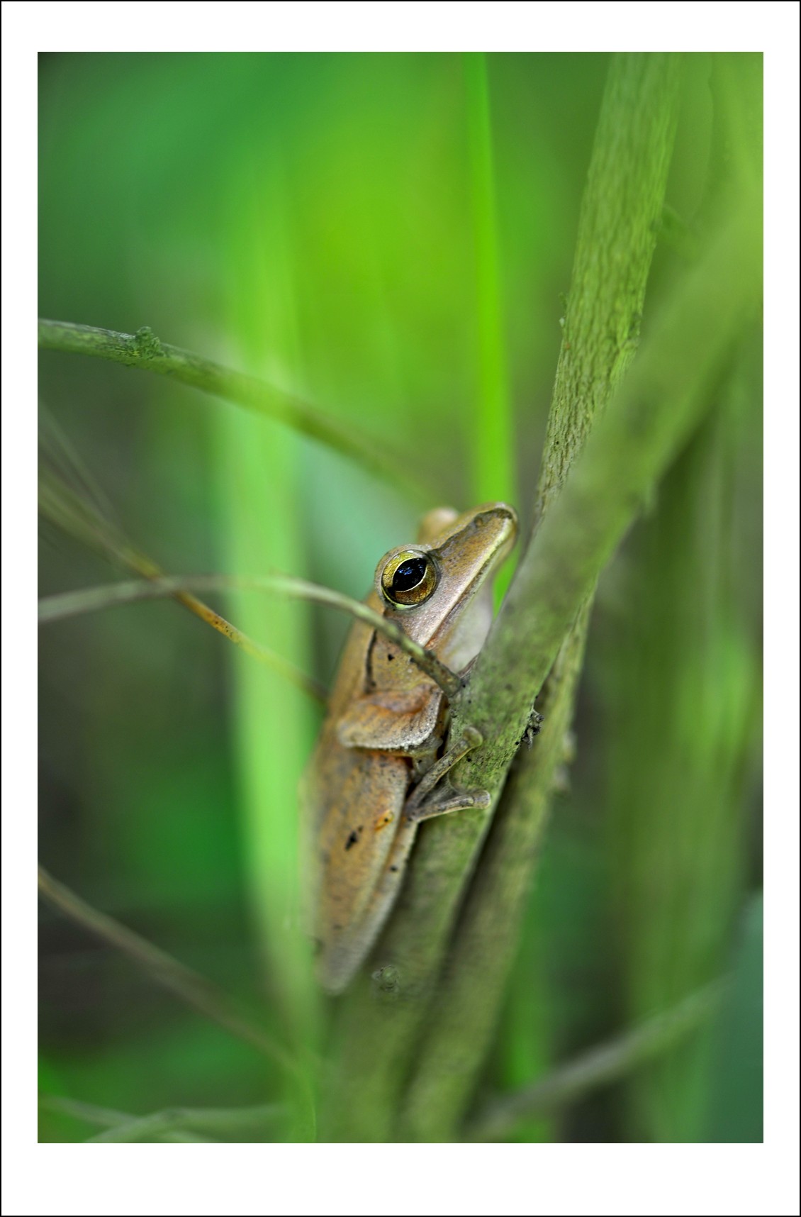 DSC_4605_conew1.jpg