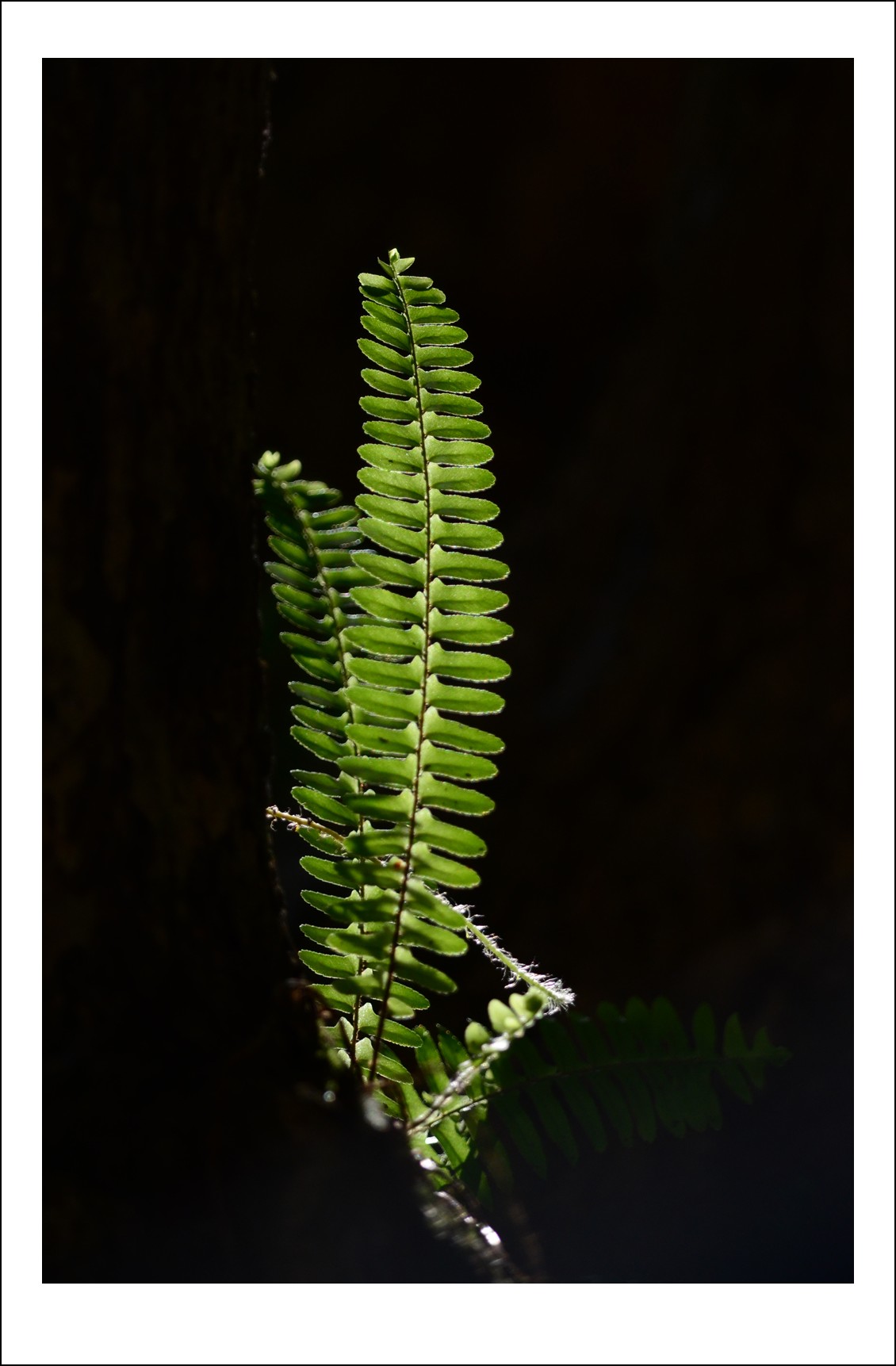 DSC_5901_conew1.jpg